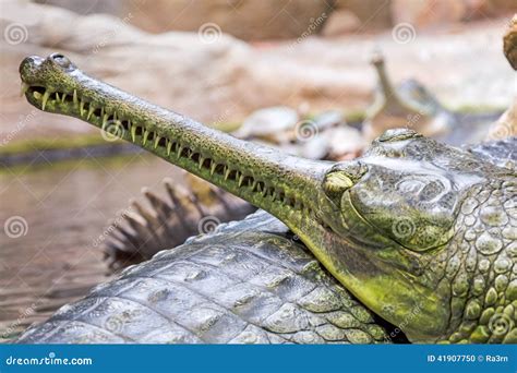 Gharial crocodile stock photo. Image of crocodile, wildlife - 41907750