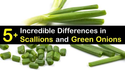 Are Green Onions and Scallions the Same