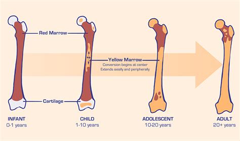 Bone Marrow - Basic Science - Orthobullets