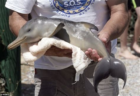 Just like home: Adorable baby dolphin rescued and hospitalised | Fun News