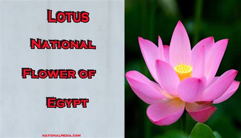 Lotus: National Flower of Egypt | Meaning of the Lotus