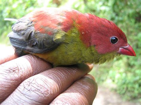 Undoubtedly one of the world’s rarest birds, the Shelley’s Crimsonwing ...