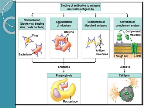 Antigen-Antibody Reactions