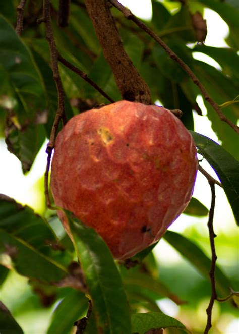 Red Custard Apple | Tropical Fruit Tree | Sow Exotic