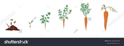 Growth Stages Carrot Plant Carrot Growing Stock Vector (Royalty Free ...