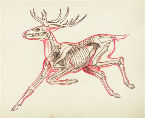 Anatomy of a jumping deer – Artofit