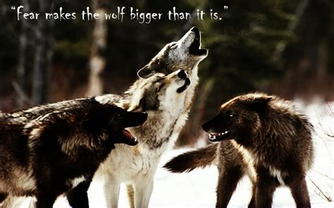 Wolf Pack Quotes. QuotesGram