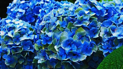 Hydrangea Computer Wallpapers - Wallpaper Cave