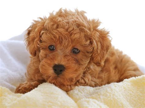 Chó Poodle có giá bao nhiêu? Cập nhật bảng giá chó Poodle