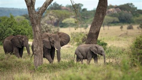 Four Seasons Safari Lodge Serengeti - wildlife- 2LUXURY2.COM