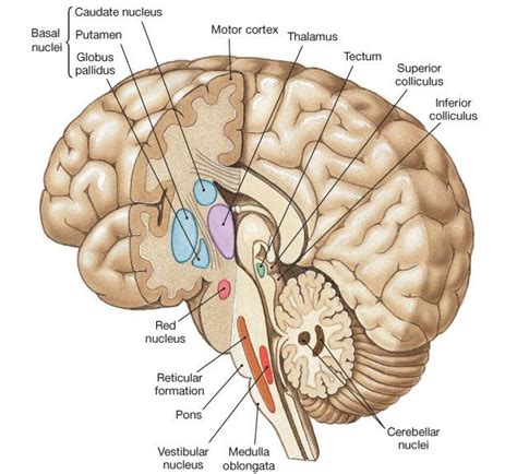 BrainMind.com | Anatomical & physical | Pinterest | Ventral tegmental ...