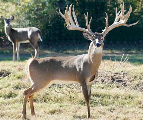 M3 Whitetails….Catch the Big Texas Typical buck fever! – Deer Breeder ...