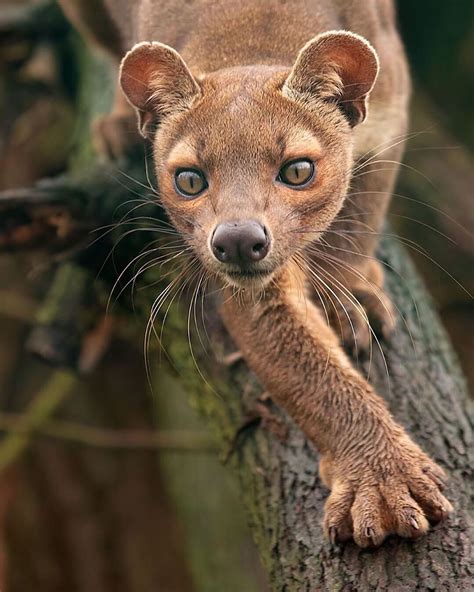 Joy Safari Bay on Instagram: “Fossa - Photo credit: @patrickvb75 ...