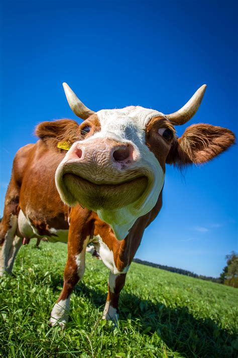 Hilarious Funny Cow Videos – Way With Words