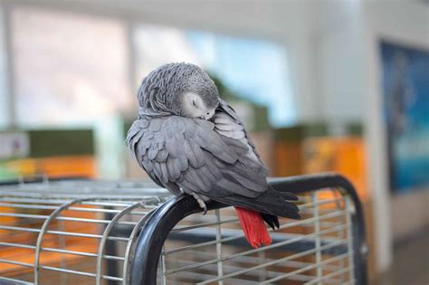 3 Best Cages for African Grey Parrots - Talkie Parrot