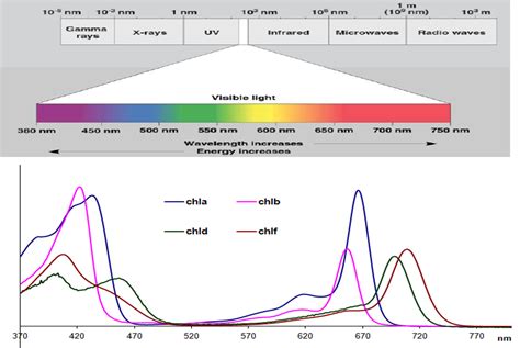 1.2.2 - Chlorophyll absorption and photosynthetic action spectra ...