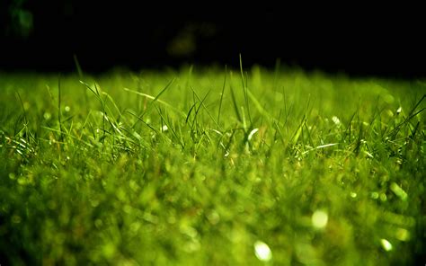 Hd Grass Wallpaper