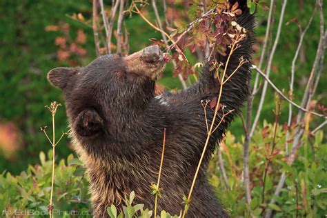 Black Bears Eating Berries