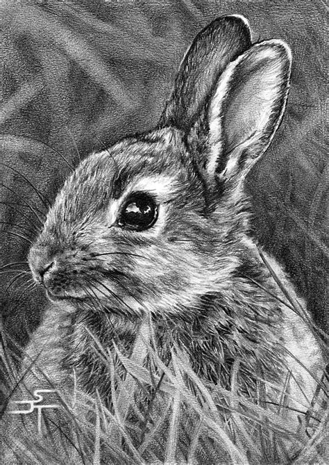 40 Realistic Animal Pencil Drawings