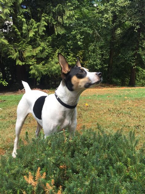 My jack Russell rat terrier mix being majestic : jackrussellterrier