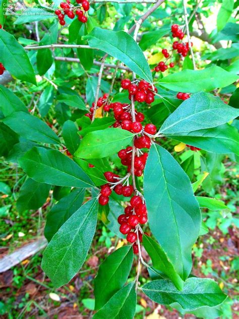 Plant Identification: Big shrubs or small trees with red berries, 2 by ...