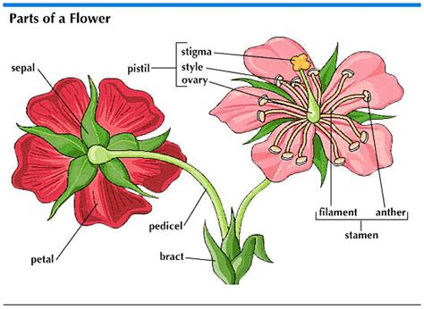 Anatomy of flower | Parts of a flower, Flower structure, Flower science