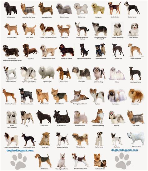 Dog Breed Quizzes - Dog Breeds