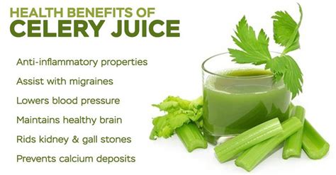 Check out the 5 incredible health benefits of celery juice - Pulse Nigeria