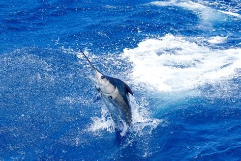 A Guide to the Different Types of Marlin - American Oceans