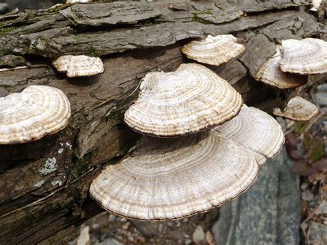 Fungi That Trees Get In Central Texas - Austin Tree Surgeons