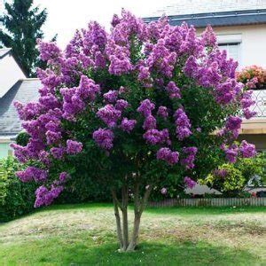 Crape Myrtle Varieties and Guide | The Tree Center™