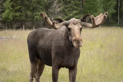 Closeup of a Large Male Moose with Large Antlers Stock Photo - Image of ...