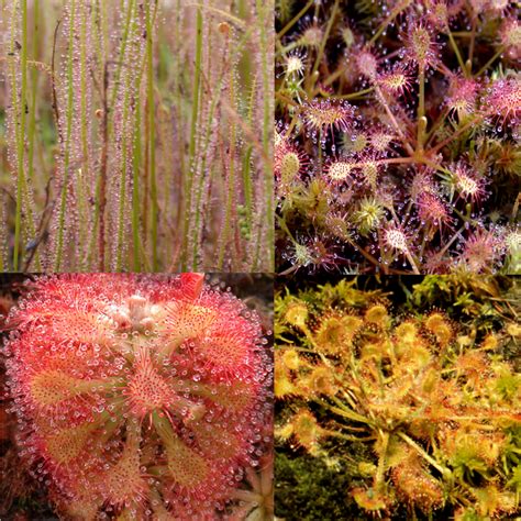 Sundew Mix Seeds — Carnivorous Plant Nursery