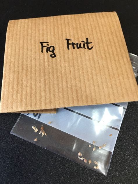 Fig Fruit Seeds 20 | Etsy