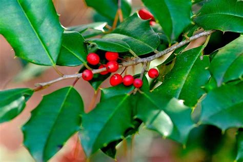 AMERICAN HOLLY BERRIES (for wallpaper) – BLOG – 30 Dec 2023 ...