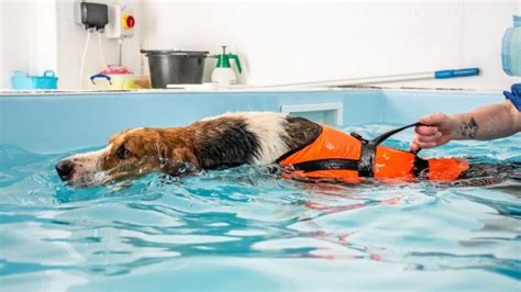 How To Find The Best Canine Hydrotherapy Services Near You - Amazing ...