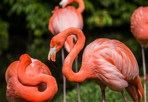 This family fun attraction has been a Sarasota area favorite since 1939 ...