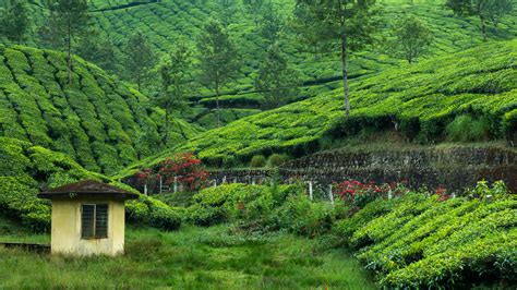 Serene Tea Plantation in 4K Ultra HD Wallpaper