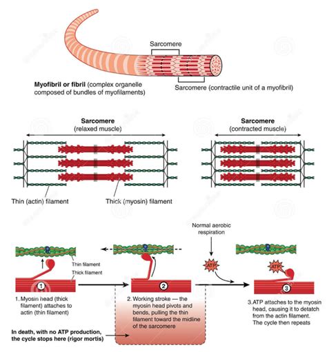 A2 5.5.9.2 Muscle contraction Diagram | Quizlet