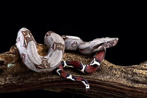 Red Tail Boa Complete Care Sheet and Enclosure Setup - Everything Reptiles