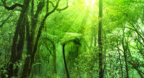 Malaysia Truly Asia - Mossy Forest Cameron Highlands