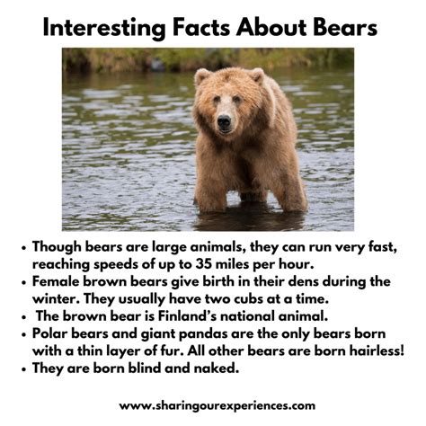 Top 104+ Funny fun facts about animals - Merkantilaklubben.org