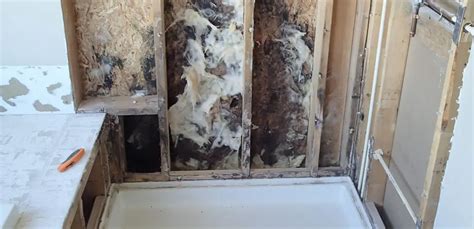 Bathroom Mold | How to Identify and Get Rid of Mold in Bathroom - Environix