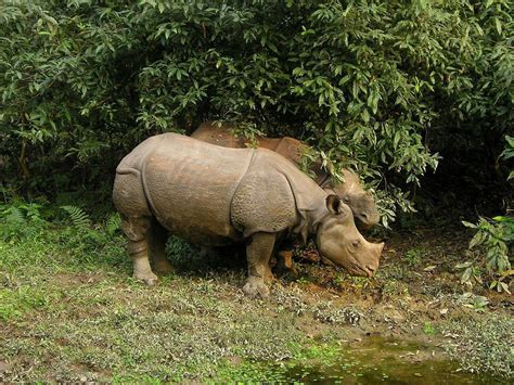 Chitwan National Park - A World Heritage Site in Nepal | Trip Ways