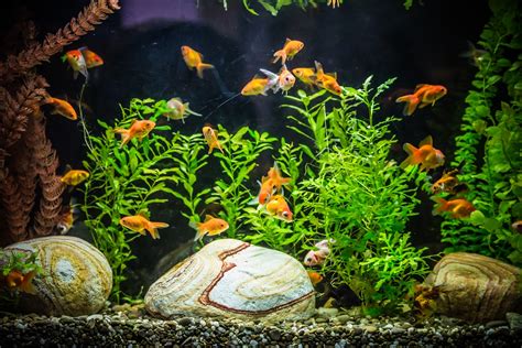 Goldfish Tank Setup – Simple Guide for Beginners - FishLab