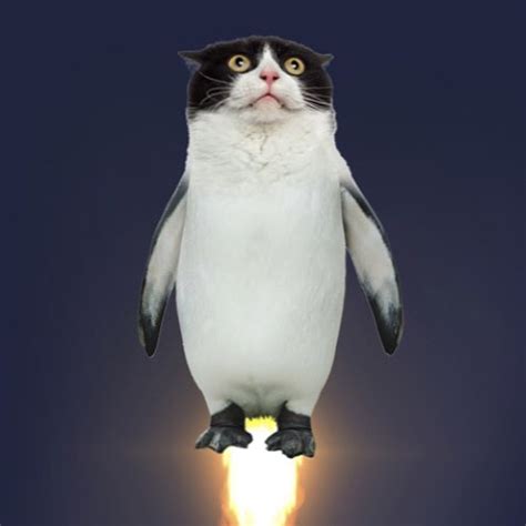 Polar Cats are the only species of penguin that can fly. #… | Flickr