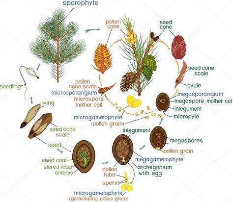 Life Cycle of Pine Tree: reproduction of gymnosperms with titles