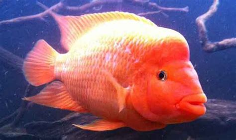 Red Devil Cichlid (Amphilophus labiatus) Species Guide