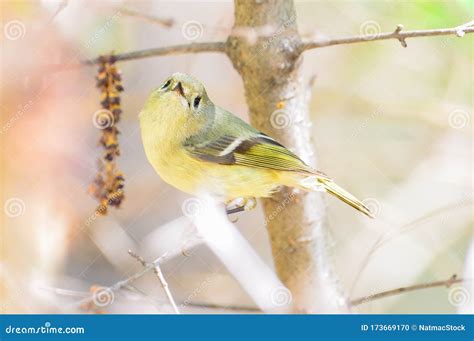 Ruby-crowned Kinglet Likely Female Or Juvenile Closeup Portrait On A ...