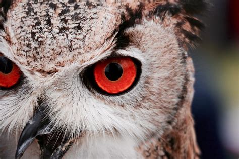 Free Photo: Great Horned Owl Staring with Red Eyes